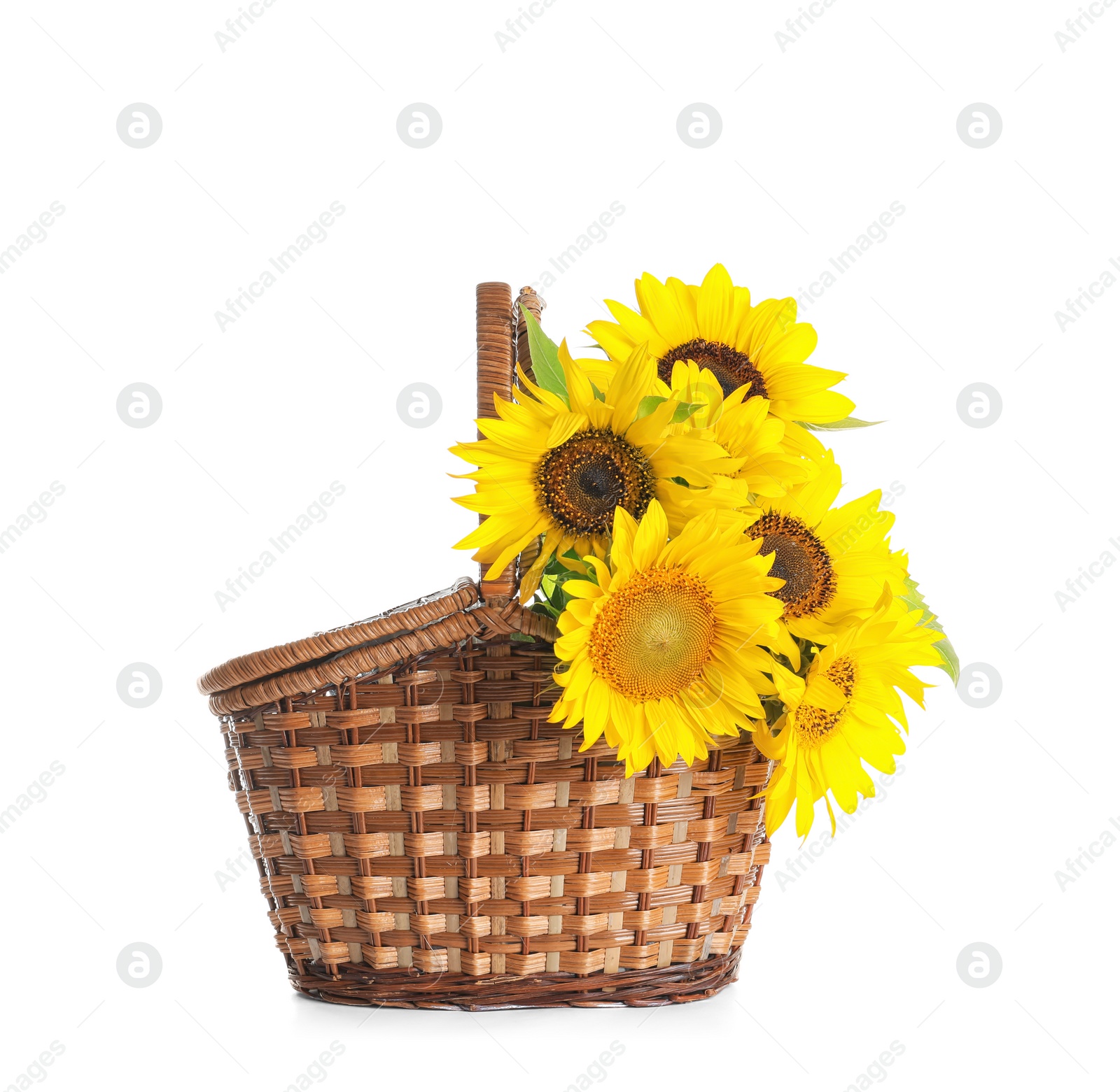 Photo of Wicker basket with beautiful yellow sunflowers on white background