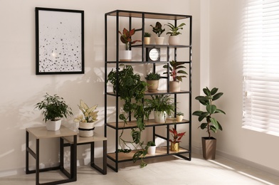 Photo of Shelving unit with collection of beautiful houseplants indoors