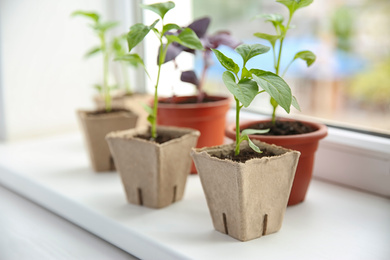 Photo of Window sill with young vegetable seedlings indoors