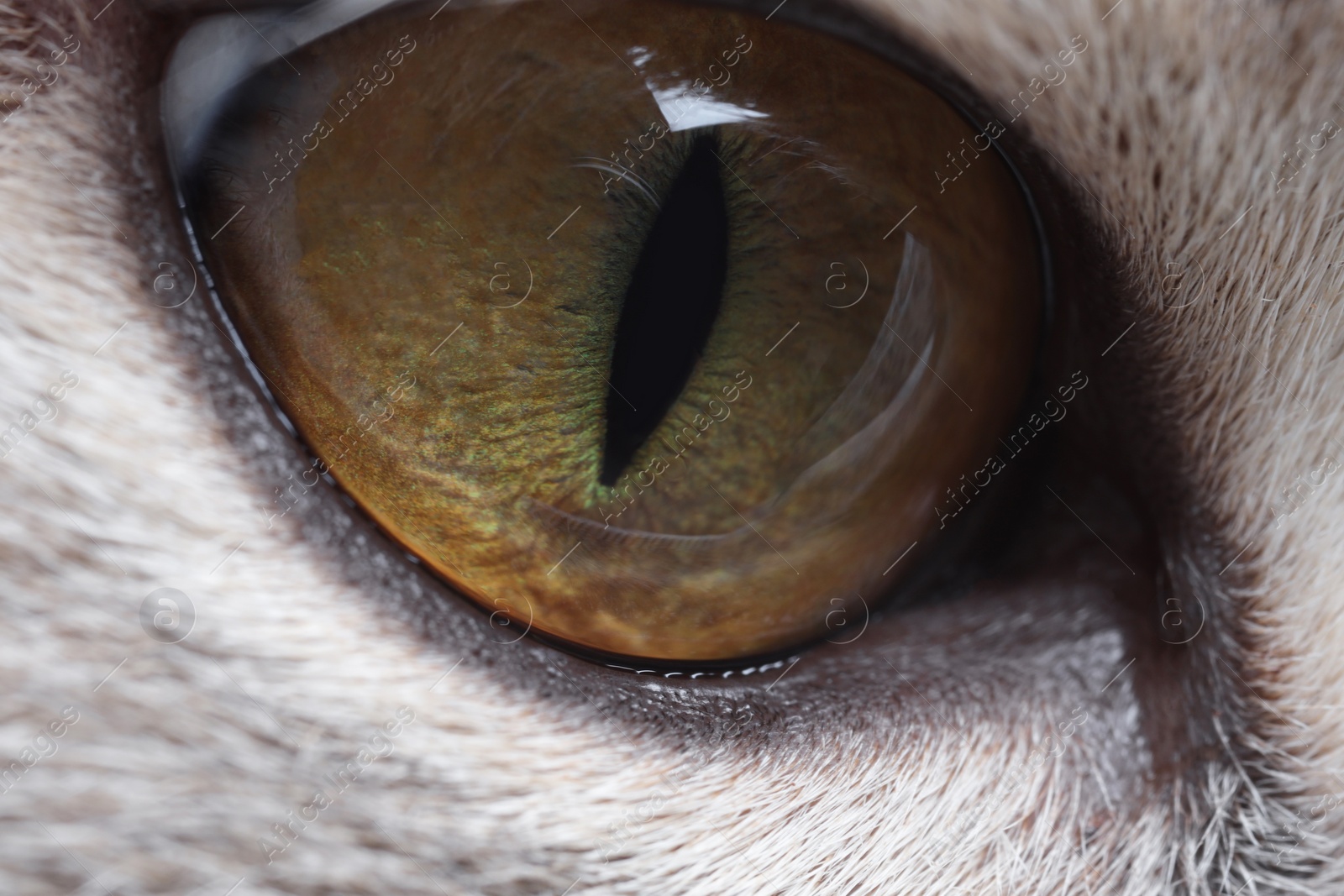 Photo of Macro photo of cat with beautiful eyes. Cute pet