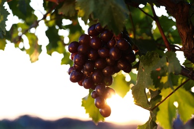 Fresh ripe juicy grapes growing in vineyard