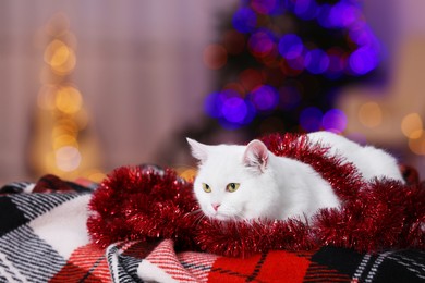 Christmas atmosphere. Cute cat with tinsel lying on plaid indoors. Space for text