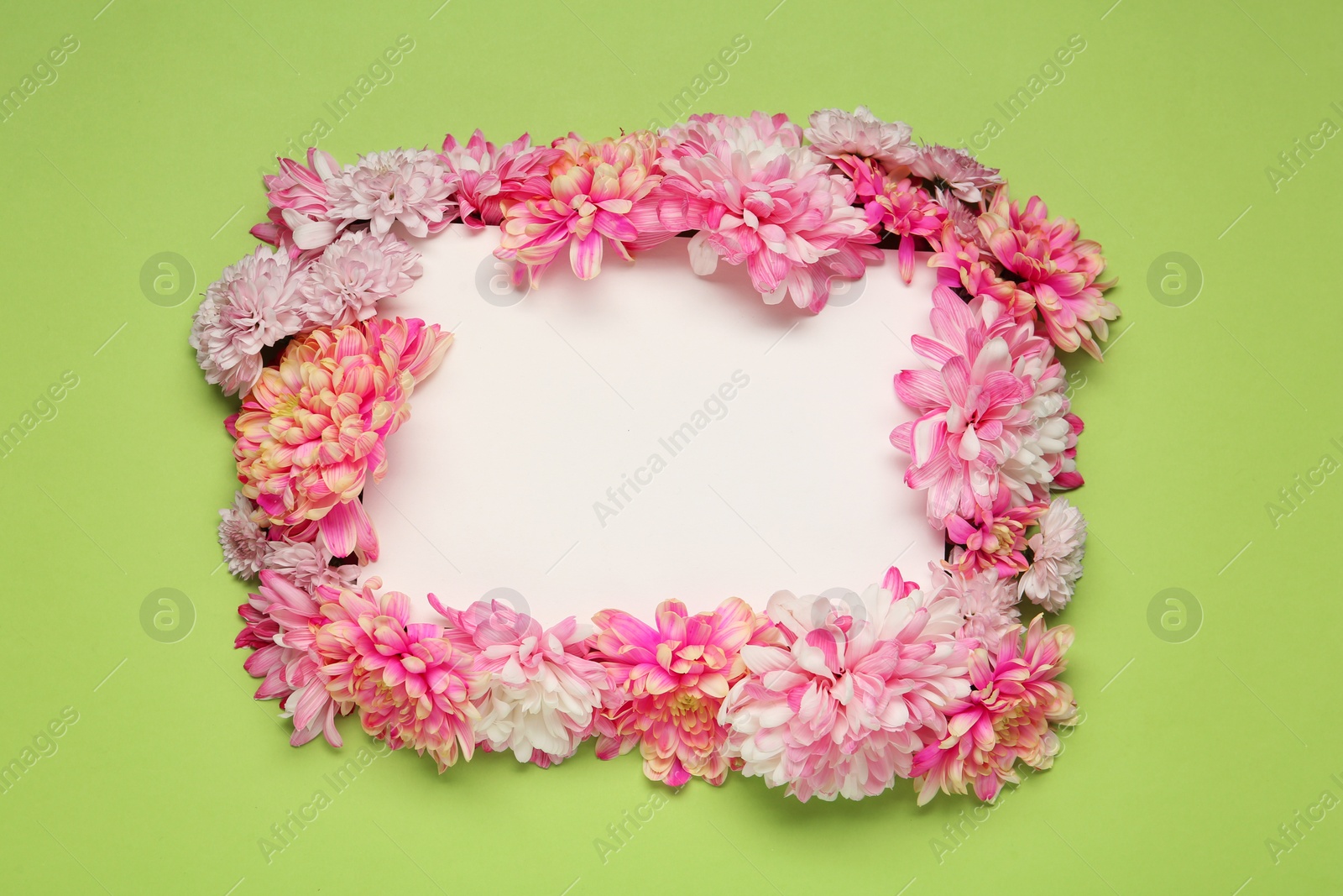 Photo of Frame of beautiful chrysanthemums on light green background, flat lay. Space for text