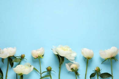 Fragrant peonies on color background, flat lay with space for text. Beautiful spring flowers