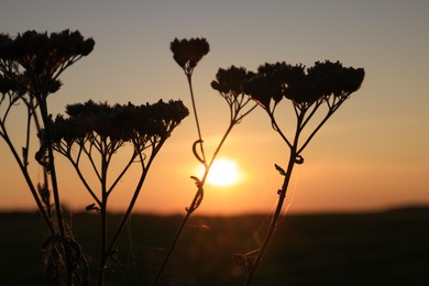 Photo of Silhouette of beautiful plant in field at sunset, closeup