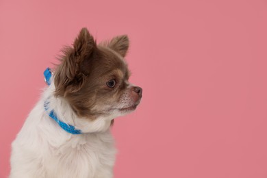 Photo of Adorable Chihuahua in dog collar on pink background. Space for text