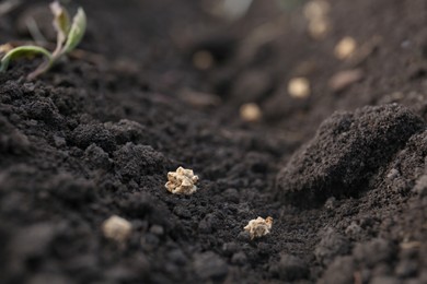 Beet seeds in fertile soil, closeup. Vegetables growing