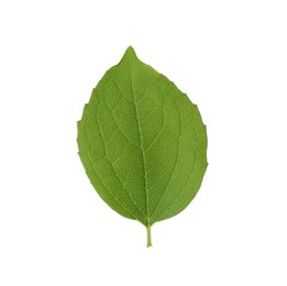 Photo of Fresh green jasmine leaf isolated on white, top view