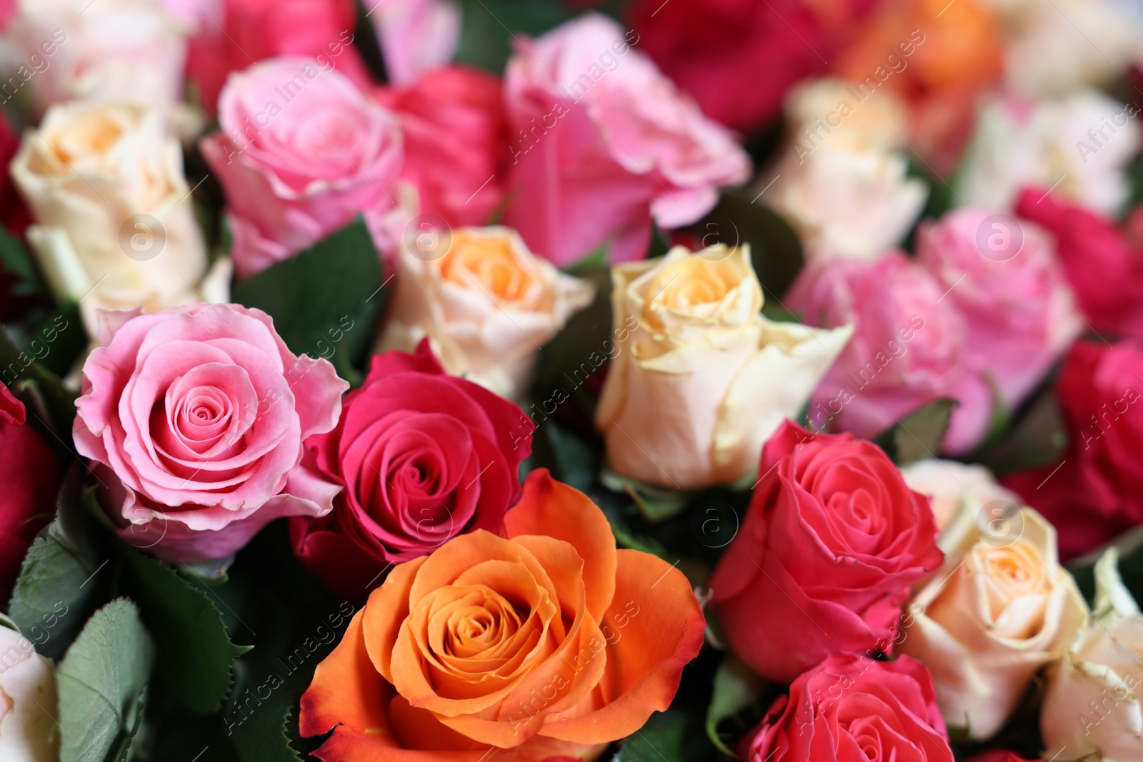 Photo of Bouquet of beautiful roses as background, closeup