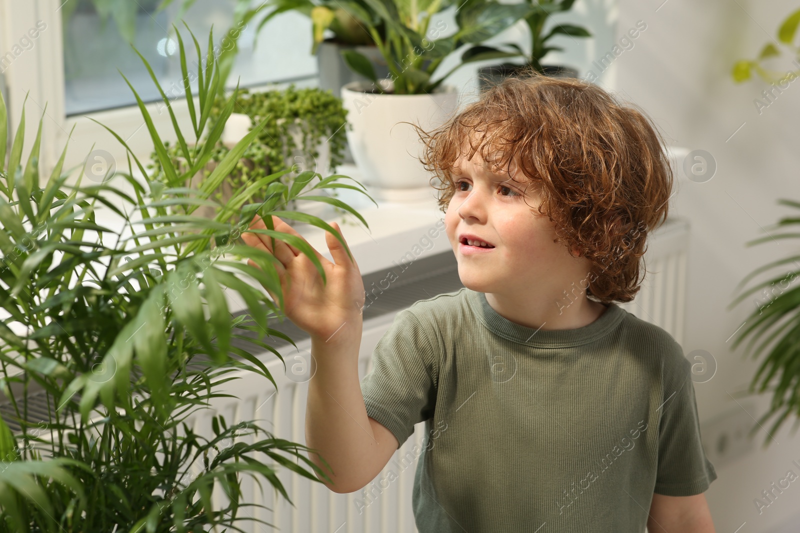 Photo of Cute little boy taking care of beautiful green plant at home. House decor