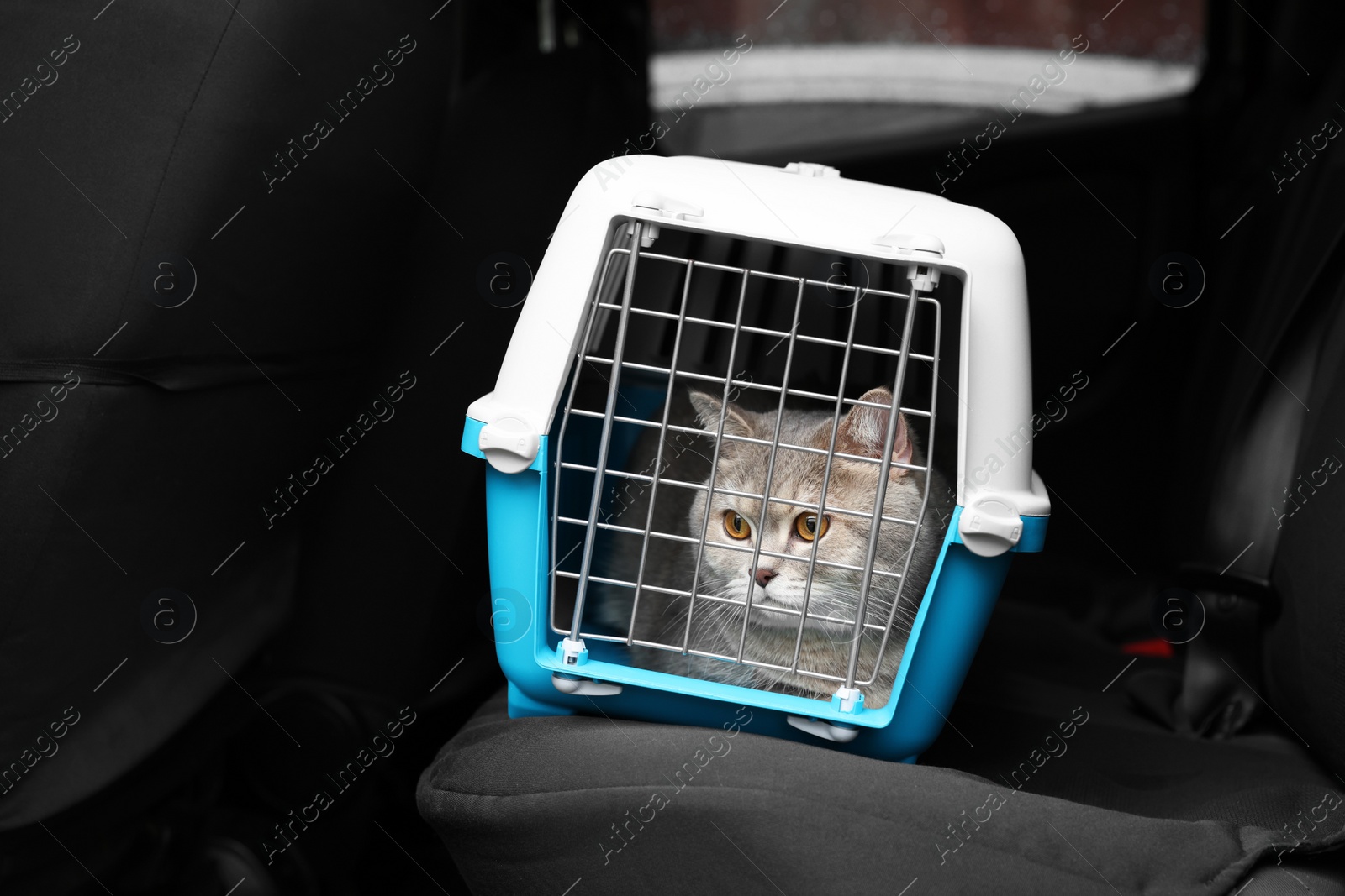 Photo of Travel with pet. Cute cat in carrier inside car