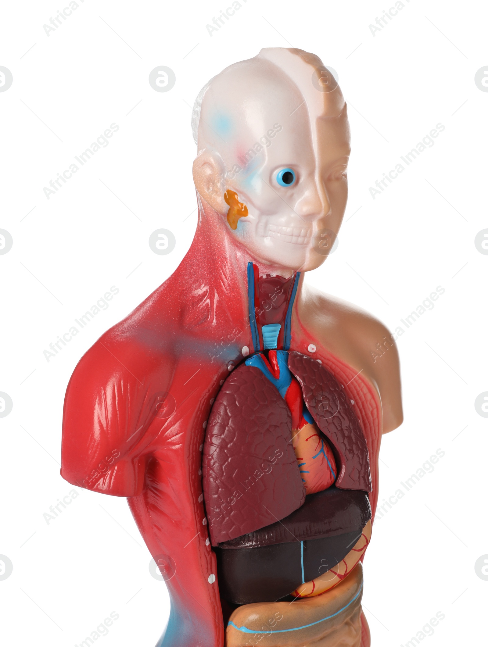 Photo of Human anatomy mannequin showing internal organs isolated on white