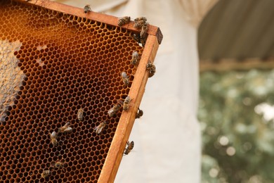 Hive frame with honey bees outdoors, space for text