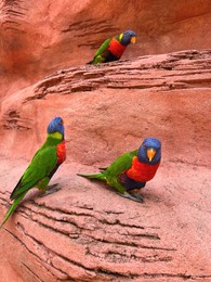 Photo of Beautiful rainbow lorikeet parrots on red rock outdoors