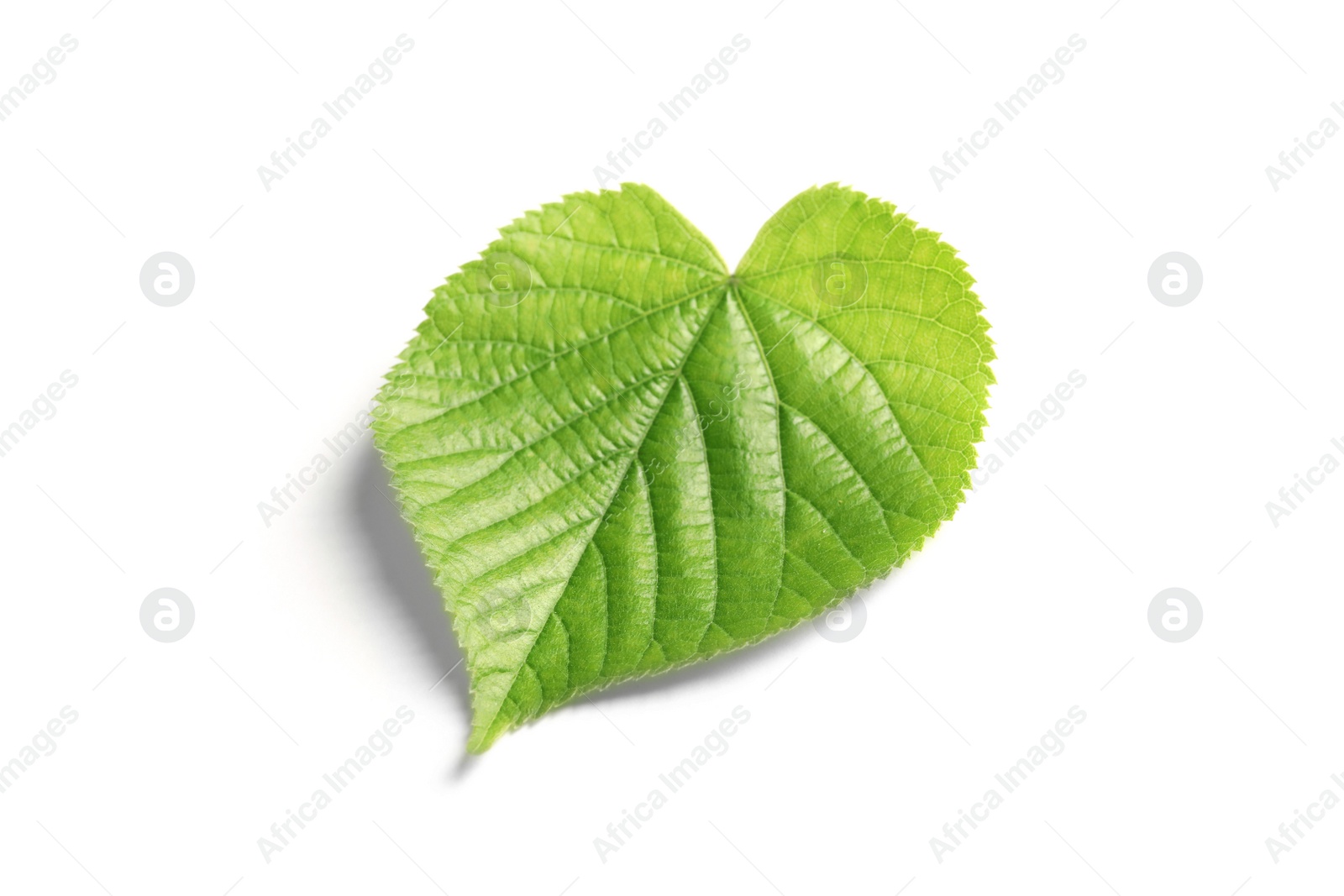 Photo of Beautiful spring green leaf on white background