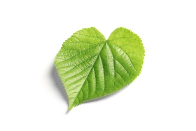 Beautiful spring green leaf on white background