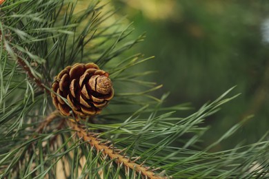 Photo of Pine branch with cone on blurred background, closeup. Space for text