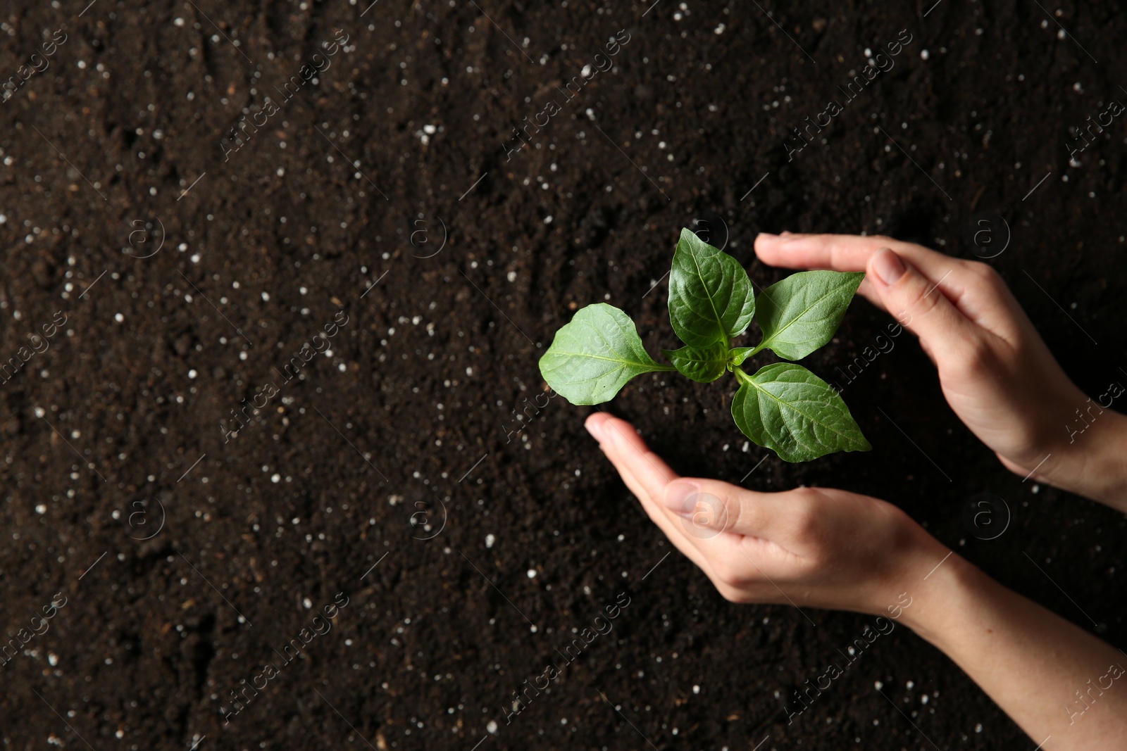 Photo of Woman holding green pepper seedling over soil, top view. Space for text