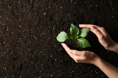 Woman holding green pepper seedling over soil, top view. Space for text