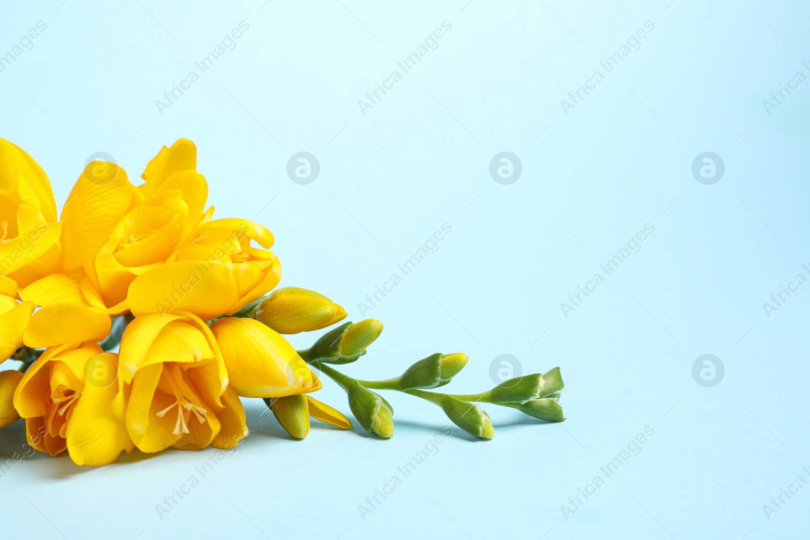 Photo of Beautiful blooming yellow freesias on light blue background. Space for text