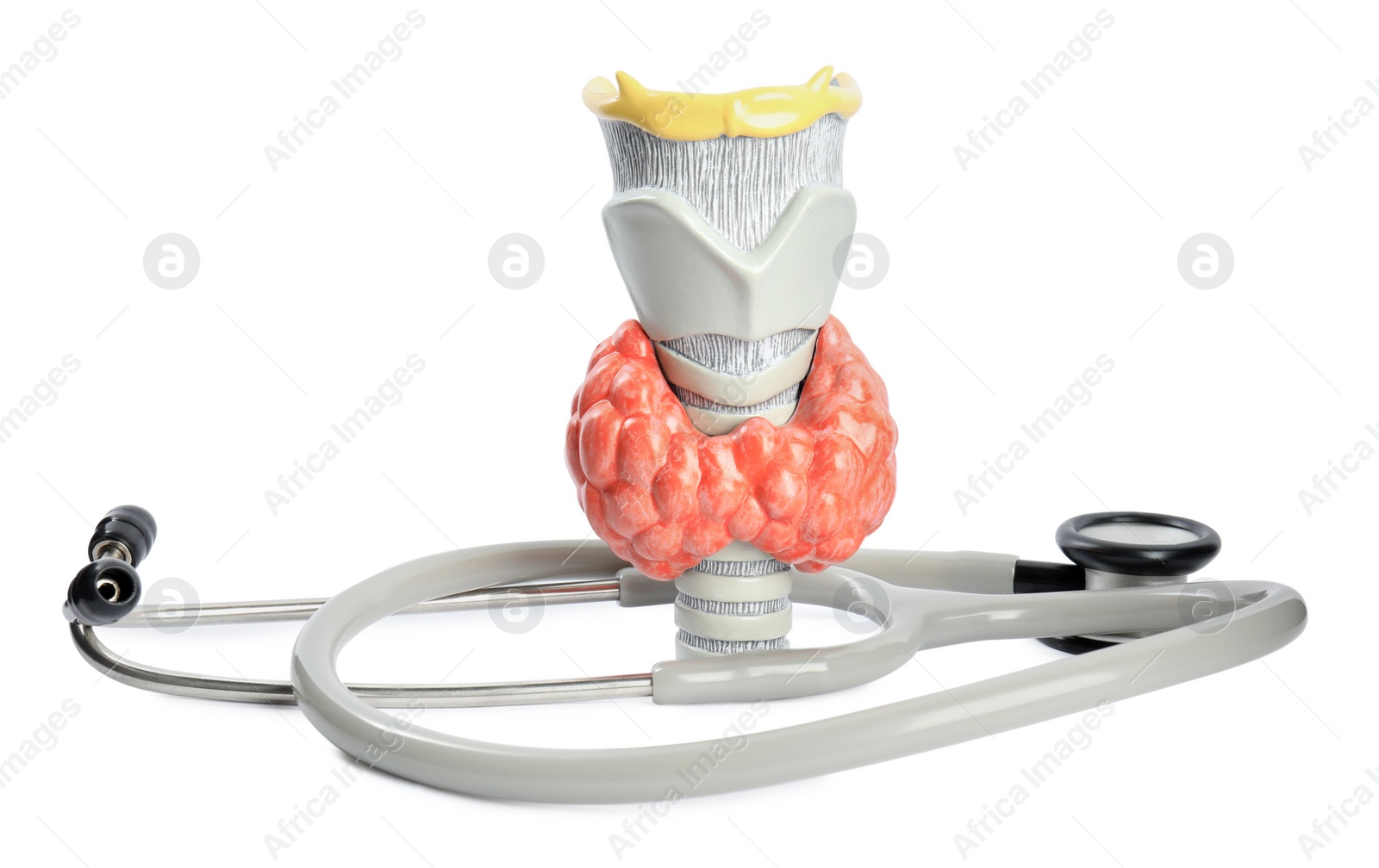 Photo of Plastic model of afflicted thyroid and stethoscope on white background