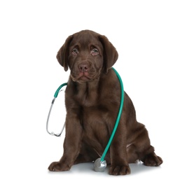 Cute dog with stethoscope as veterinarian on white background