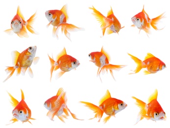 Beautiful bright small goldfish on white background, collage 