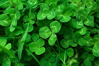 Photo of Beautiful green clover leaves and grass with water drops, top view