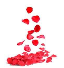 Image of Falling fresh red rose petals on white background