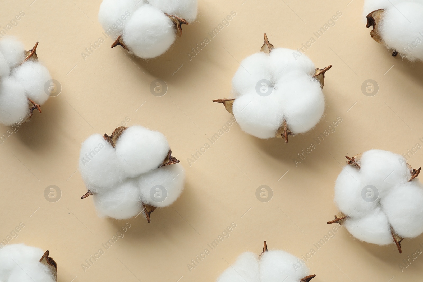 Photo of Fluffy cotton flowers on beige background, flat lay