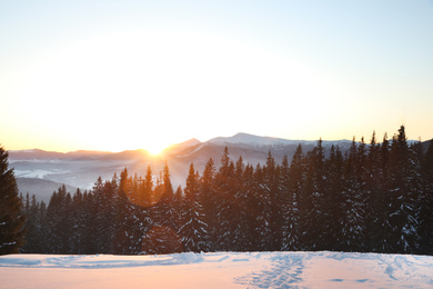 Photo of Picturesque view of conifer forest covered with snow at sunset