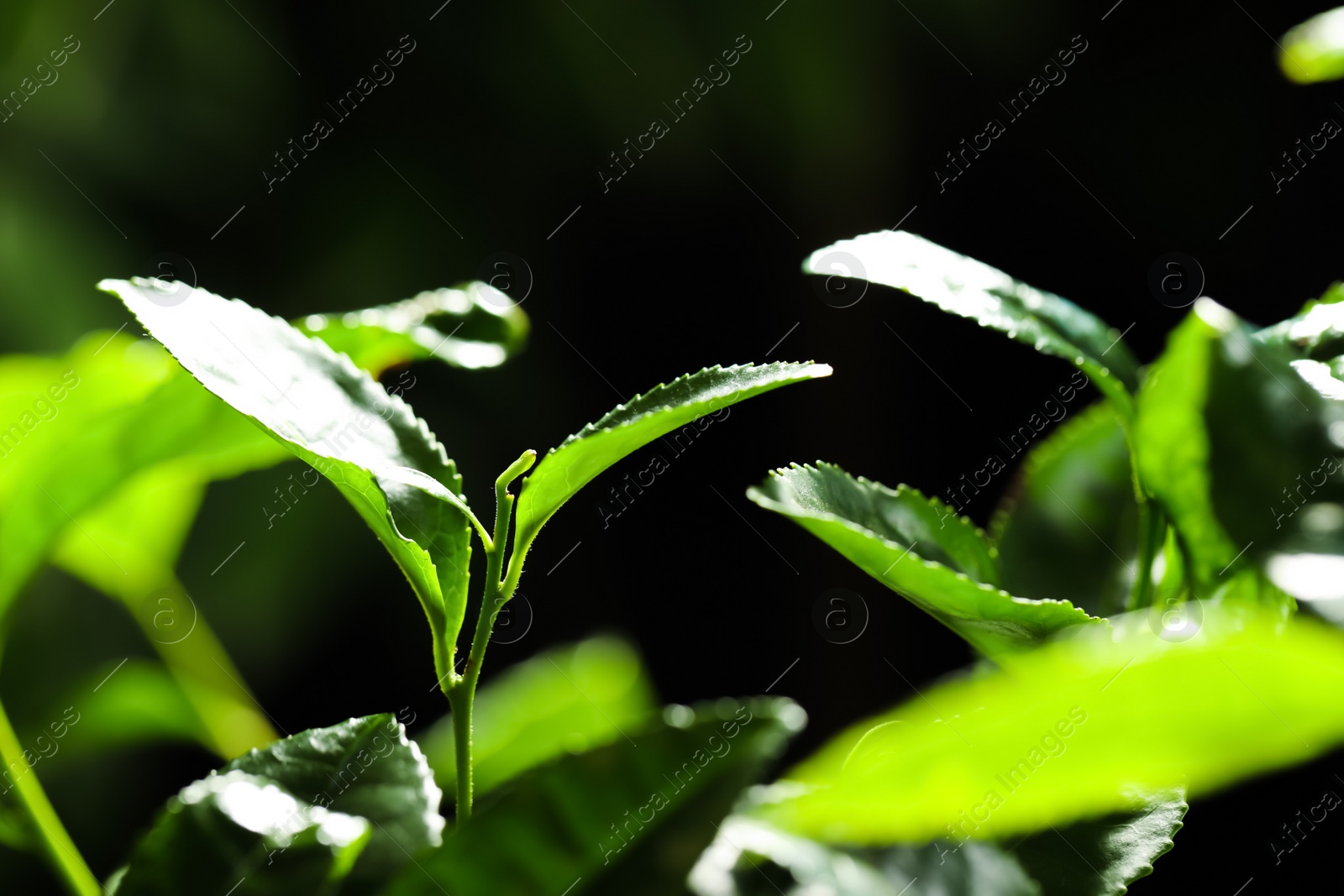 Photo of Closeup view of green tea plant against dark background