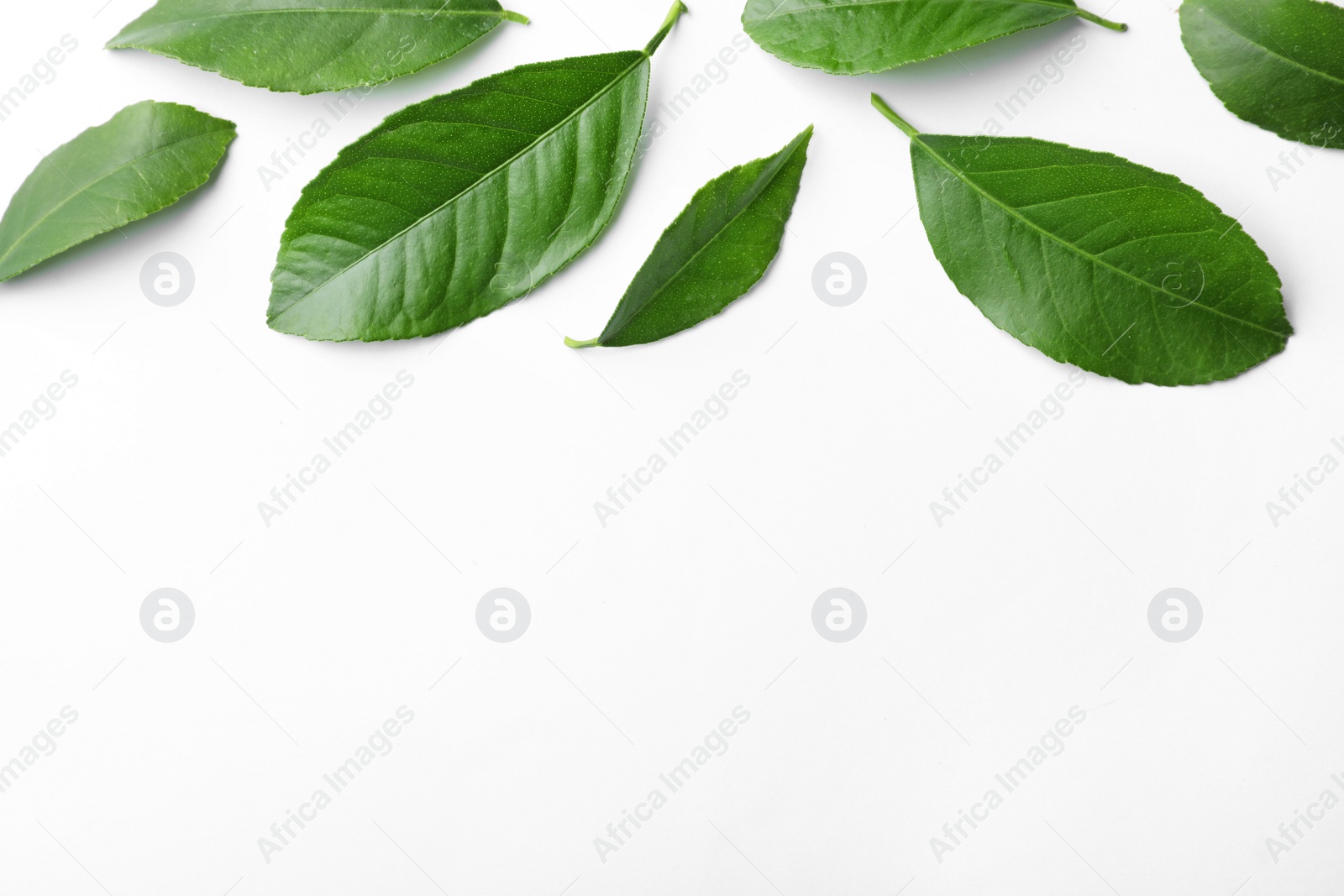 Photo of Fresh green citrus leaves on white background, top view. Space for text