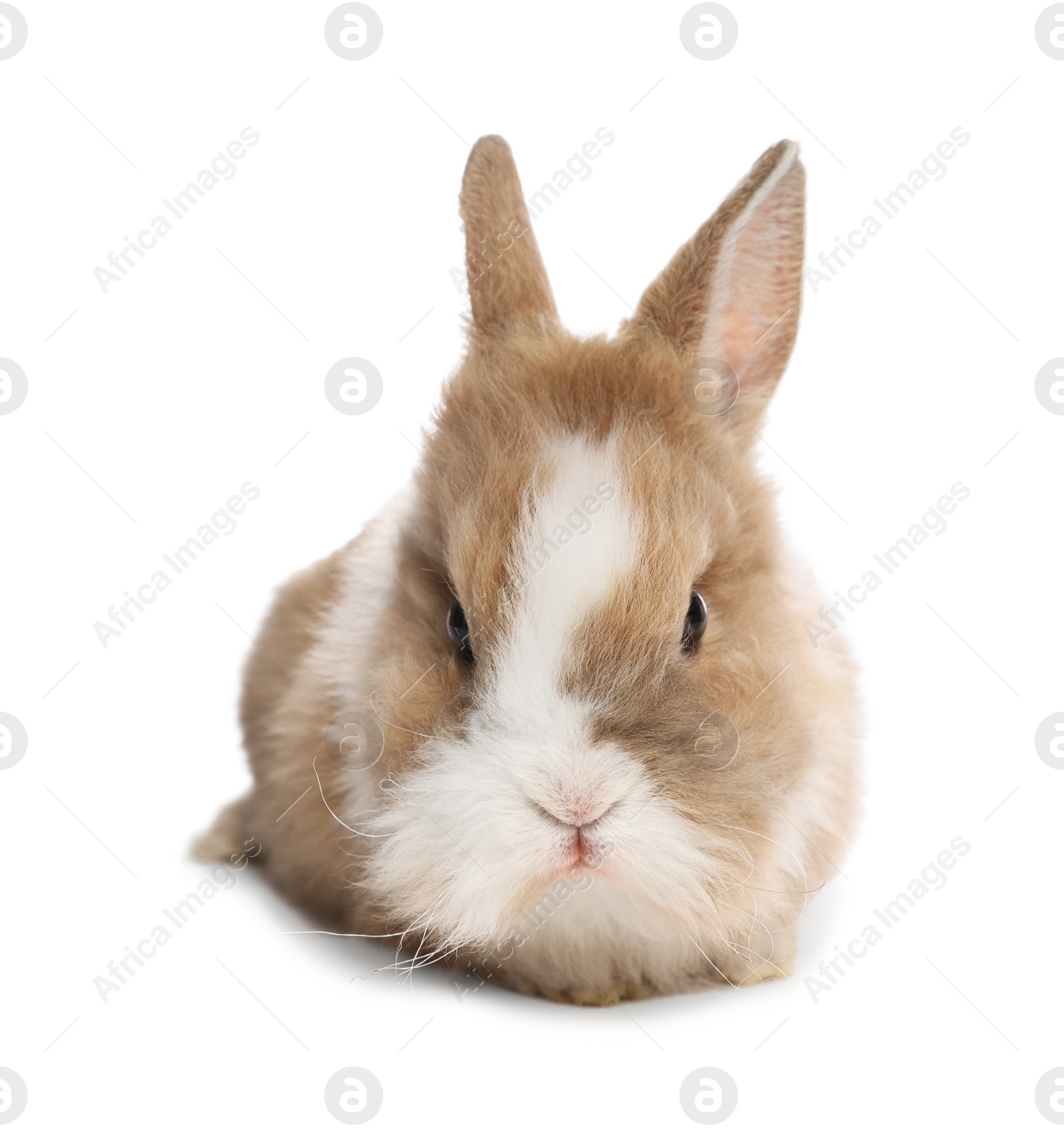 Photo of Cute fluffy pet rabbit isolated on white