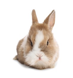 Cute fluffy pet rabbit isolated on white