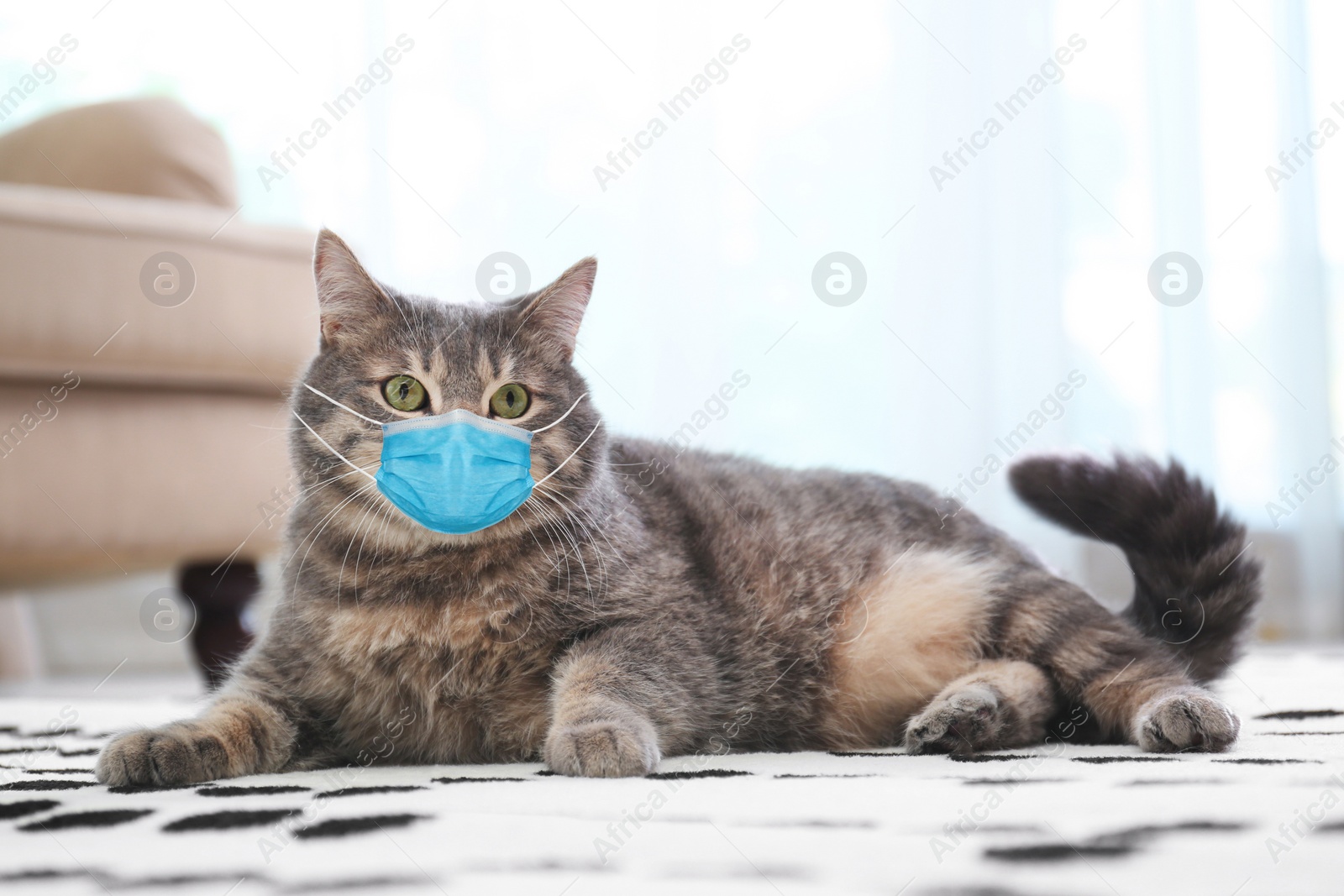 Image of Gray tabby cat in medical mask on carpet at home. Virus protection for animal
