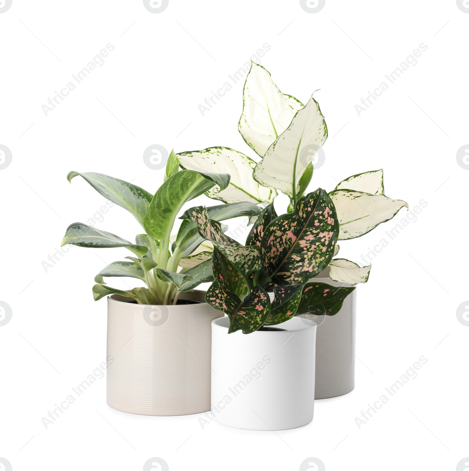 Photo of Beautiful Aglaonema plants in flowerpots isolated on white. House decor