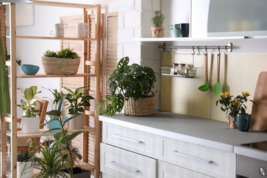 Beautiful green potted plants in kitchen. Home decoration
