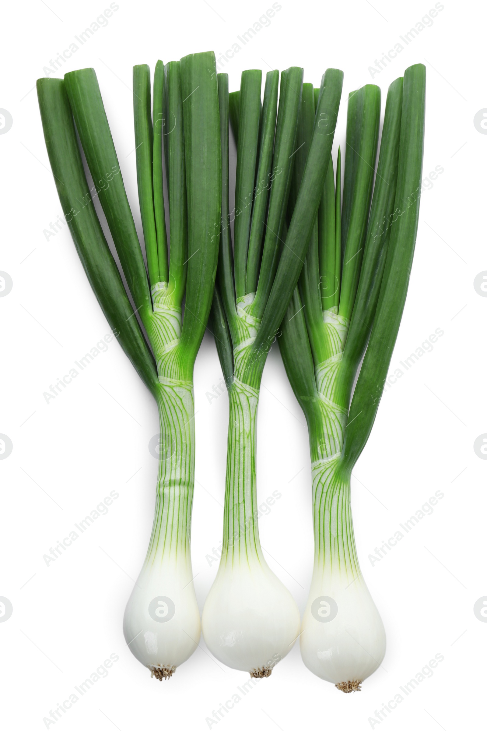 Photo of Whole green spring onions isolated on white, top view