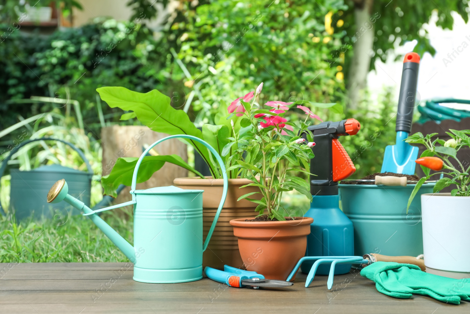 Photo of Beautiful plants and gardening tools on wooden table at backyard