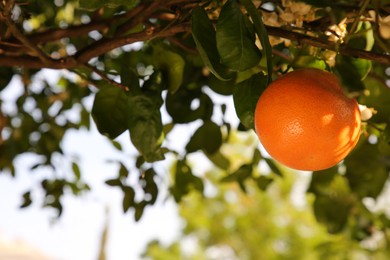 Fresh ripe grapefruit growing on tree outdoors. Space for text