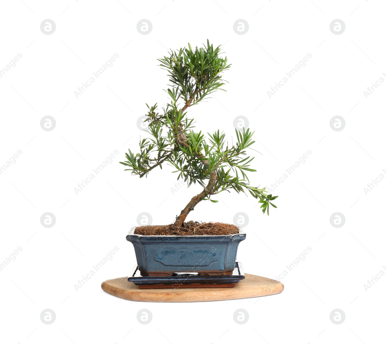 Photo of Japanese bonsai plant isolated on white. Creating zen atmosphere at home