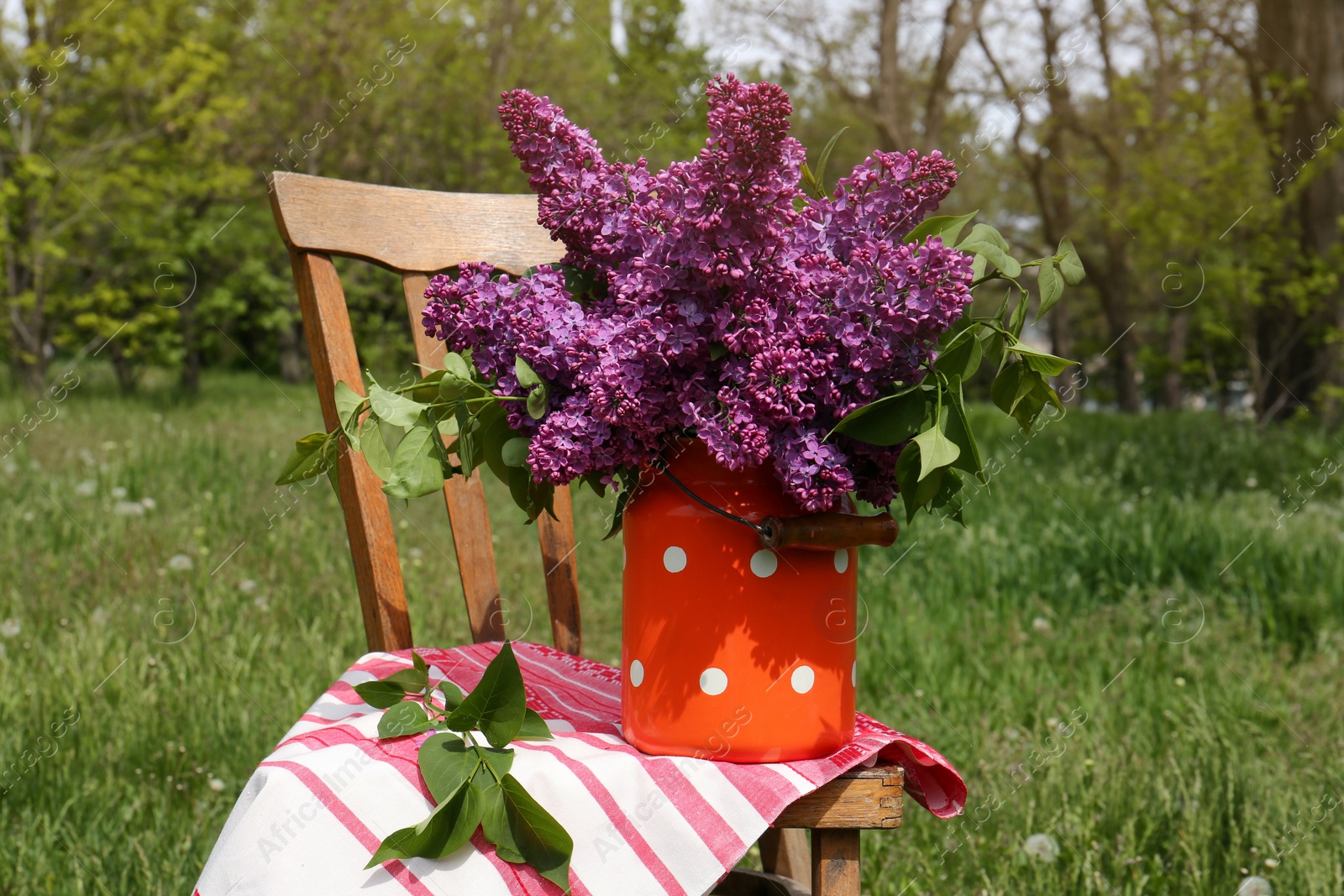 Photo of Beautiful lilac flowers in milk can outdoors