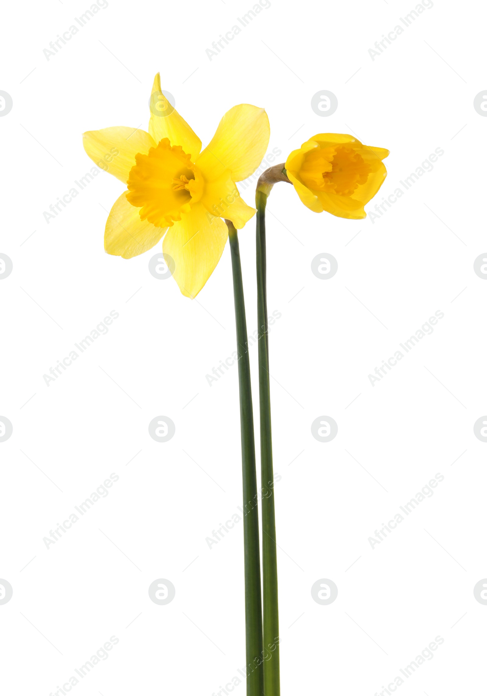 Photo of Beautiful blooming yellow daffodils on white background