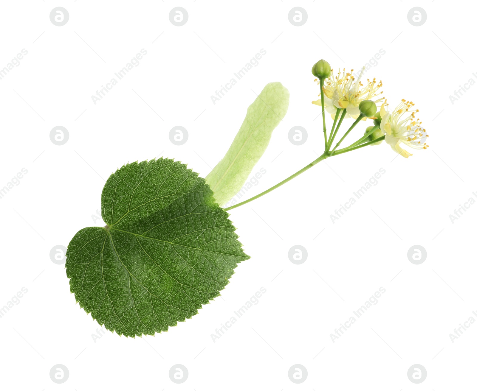 Photo of Beautiful linden tree blossom with young fresh green leaf isolated on white