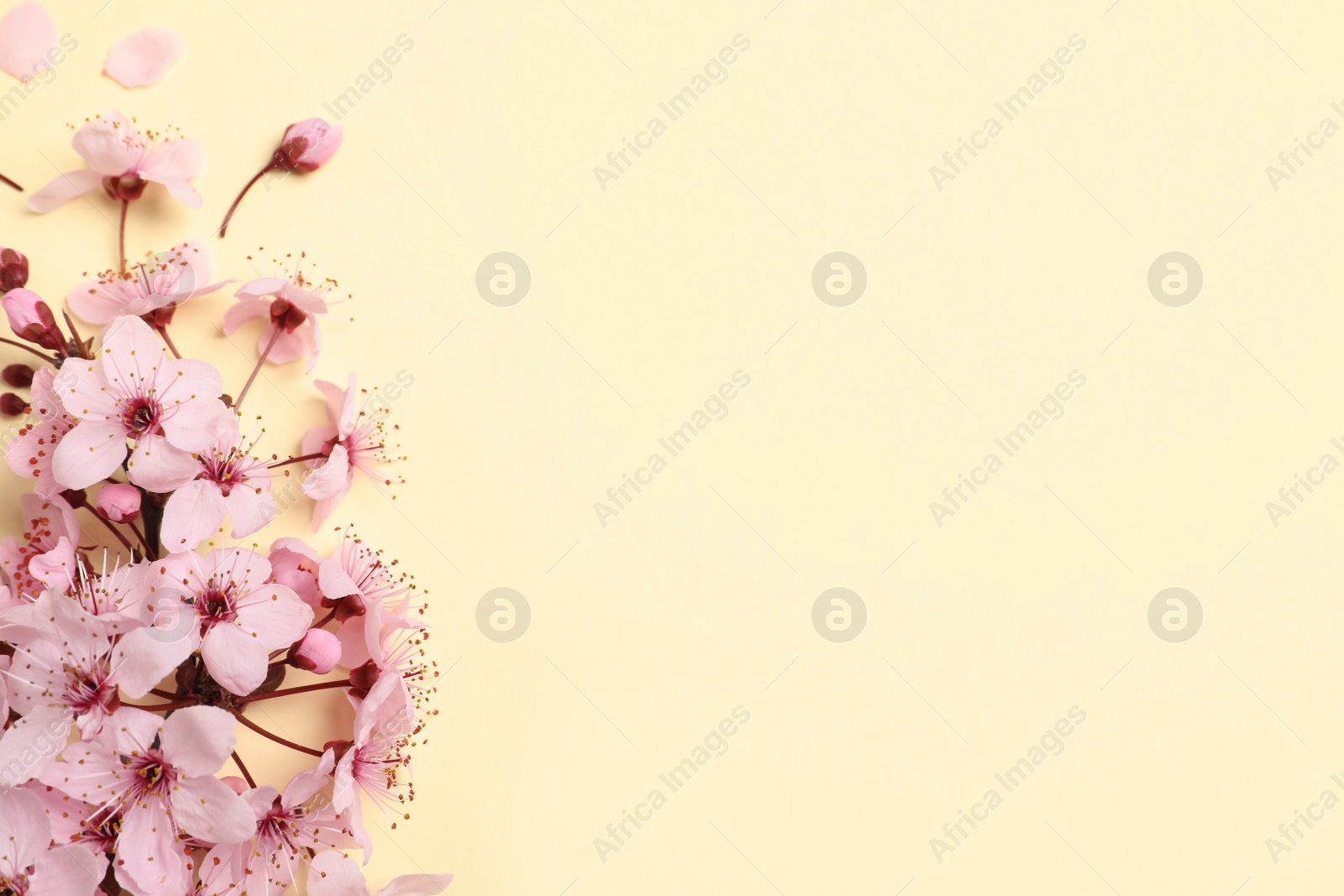 Photo of Cherry tree branch with beautiful pink blossoms on beige background, flat lay. Space for text