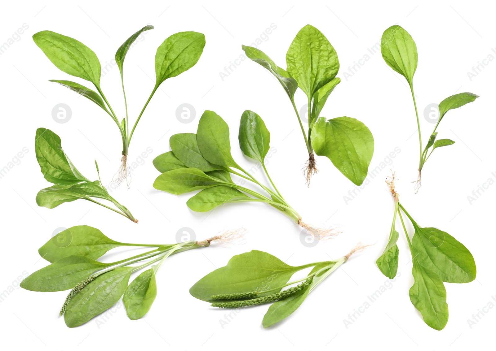 Image of Set with fresh broadleaf plantain plants on white background 