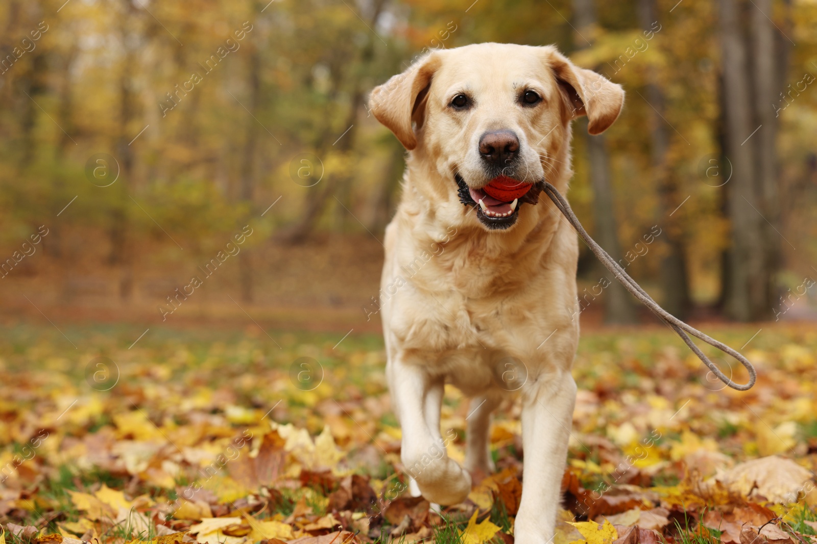 Photo of Cute Labrador Retriever dog with toy ball in sunny autumn park. Space for text