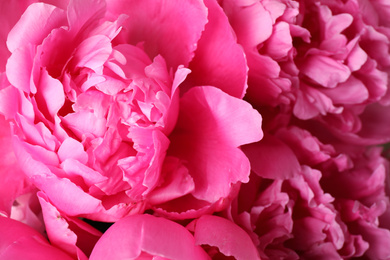 Photo of Beautiful pink peony bouquet as background, closeup