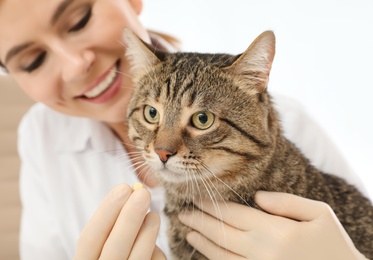 Veterinarian giving pill to cute cat in clinic